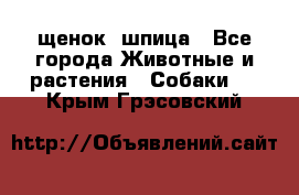 щенок  шпица - Все города Животные и растения » Собаки   . Крым,Грэсовский